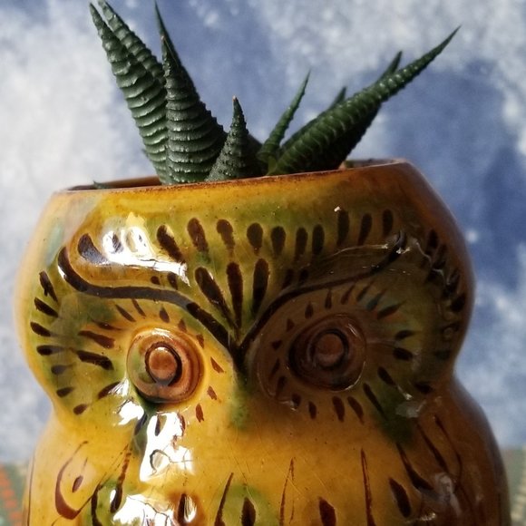 Owl Planter With Planted Succulent - Picture 2 of 6